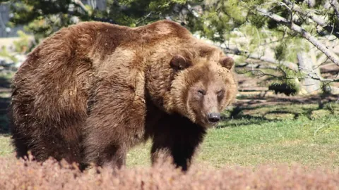 哈尔滨冰球馆：“心脏地带”揭秘：尖端科技之魅力探幽